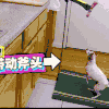 汪星人 吃东西 够不到