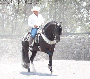 马术 Equestrianism sports 盛装舞步