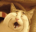 猫 喵星人 卖萌 眨眼