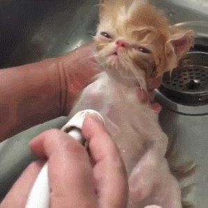猫咪 可爱 洗澡 陶醉