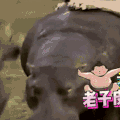 汪星人 萌宠 狗狗 可爱