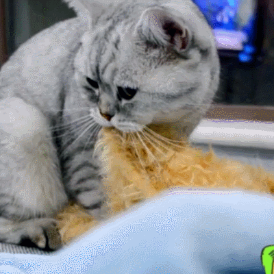 猫咪 要东西 呆萌 可爱