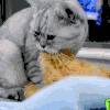 猫咪 要东西 呆萌 可爱