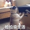 萌宠 汪星人 捡垃圾生活 生活贫苦 呆萌 憨憨