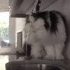 喵星人 搞笑 萌宠 猫 猫咪