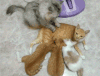 喵星人 猫 猫咪 萌宠