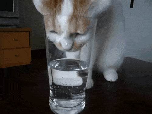小猫 喝水 水杯 抽屉
