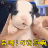萌宠 狗狗 王者荣耀 来呀 打农药啊 打荣耀啊