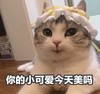 萌宠 喵星人 你的小可爱今天美吗 我美吗 呆萌 可爱