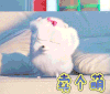 买个萌  卖萌