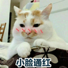 萌宠 猫星人 小脸通红 害羞 呆萌 可爱