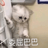 委屈巴巴 猫