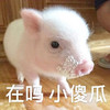萌宠 小猪 在吗 小傻瓜 呆萌 可爱