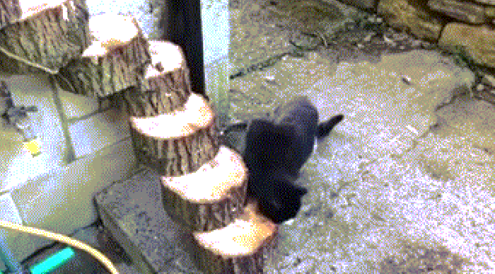 台阶 钻进 木桩 小猫