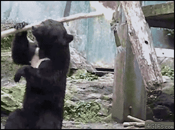 熊 黑熊 棒子 翻滚