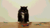 激光 laser 猫 宠物