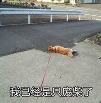 萌宠 汪星人 我已经是废材了 无奈 搞怪 可爱