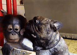 猴子 狗 动物 友谊