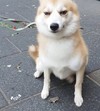 狗狗 做地 萌宠 白毛
