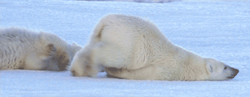 北极熊 有趣 熊 累