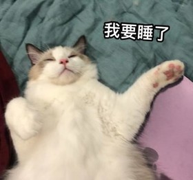 萌宠 猫咪 可爱 喵星人 文字表情包
