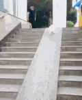 二哈 狗狗 搞笑 萌宠