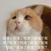 萌宠 喵星人 我饿了 饿死了 可爱 呆萌