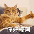 你好棒 猫