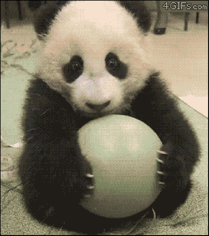 熊猫 保护 玩球 动物