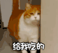 萌宠 喵星人 给我吃的 我饿了 呆萌 可爱