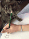 萌宠 猫咪 咬铅笔 淘气