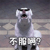 狗狗 叫唤 不服啊 搞笑