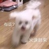萌宠 汪星人 吃瓜了 火速赶来吃瓜 呆萌 可爱