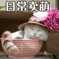 卖萌 猫咪 日常卖萌