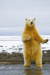 熊 跳舞 姿势 可爱
