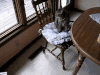 猫咪 喵星人 跳跃 餐桌 搞笑