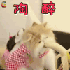 萌宠 陶醉 开心 猫 soogif soogif出品