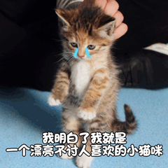 猫 喵星人 萌宠 我明白了 伤心 讨人喜爱 soogif soogif出品