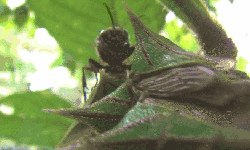 刺角蝉 捕食 模仿大师：哥斯达黎加昆虫 纪录片 黄蜂