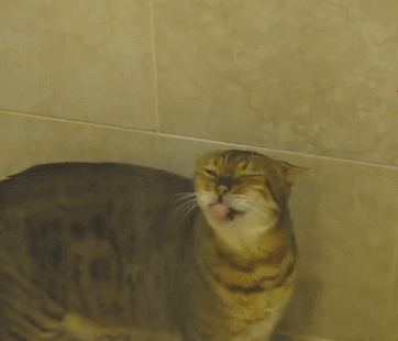猫咪 伸舌头 喝水 眯眼 口渴