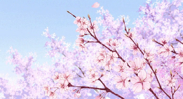 樱花 飘落 粉色 唯美