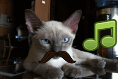 喵星人 暹罗猫 特效 可爱 音乐 猫 动物