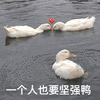 鸭鸭 鸭子表情包 鸭子 一个人也要坚强鸭 搞怪 逗
