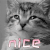 萌宠 猫 猫咪 喵星人 nice 赞 漂亮 soogif soogif出品