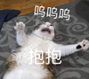 萌宠 喵星人 呜呜呜 抱抱 可爱 呆萌