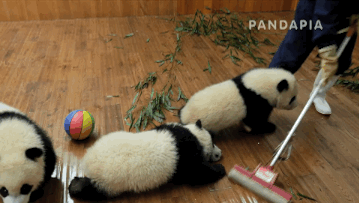拖地 不要走 打扫卫生 饲养员 熊猫 抱大腿 大熊猫