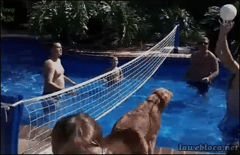 狗 排球 玩耍 游泳池 机智 dog