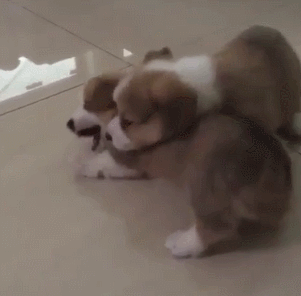 两只小狗 玩耍 张大嘴 咬你 瓷砖