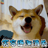 萌宠 狗 伤心 笑容逐渐消失 soogif soogif出品