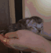 猫咪 睡觉 可爱 好萌